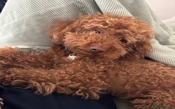 Miniature Poodle dogs for sale: Ollie needs a forever home - Image 1