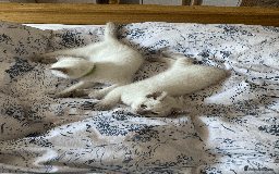 Ragdoll cats for sale: RAGDOLL x BSH KITTENS - Image 12