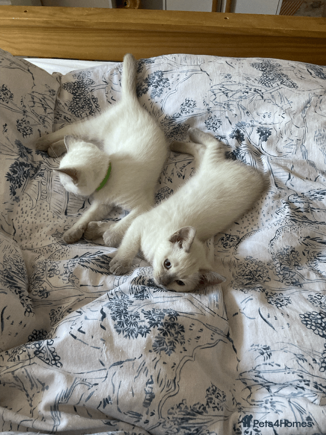 Ragdoll cats for sale: RAGDOLL x BSH KITTENS - Image 12