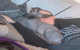 Sphynx cats for sale: Adult male sphynx - Image 8