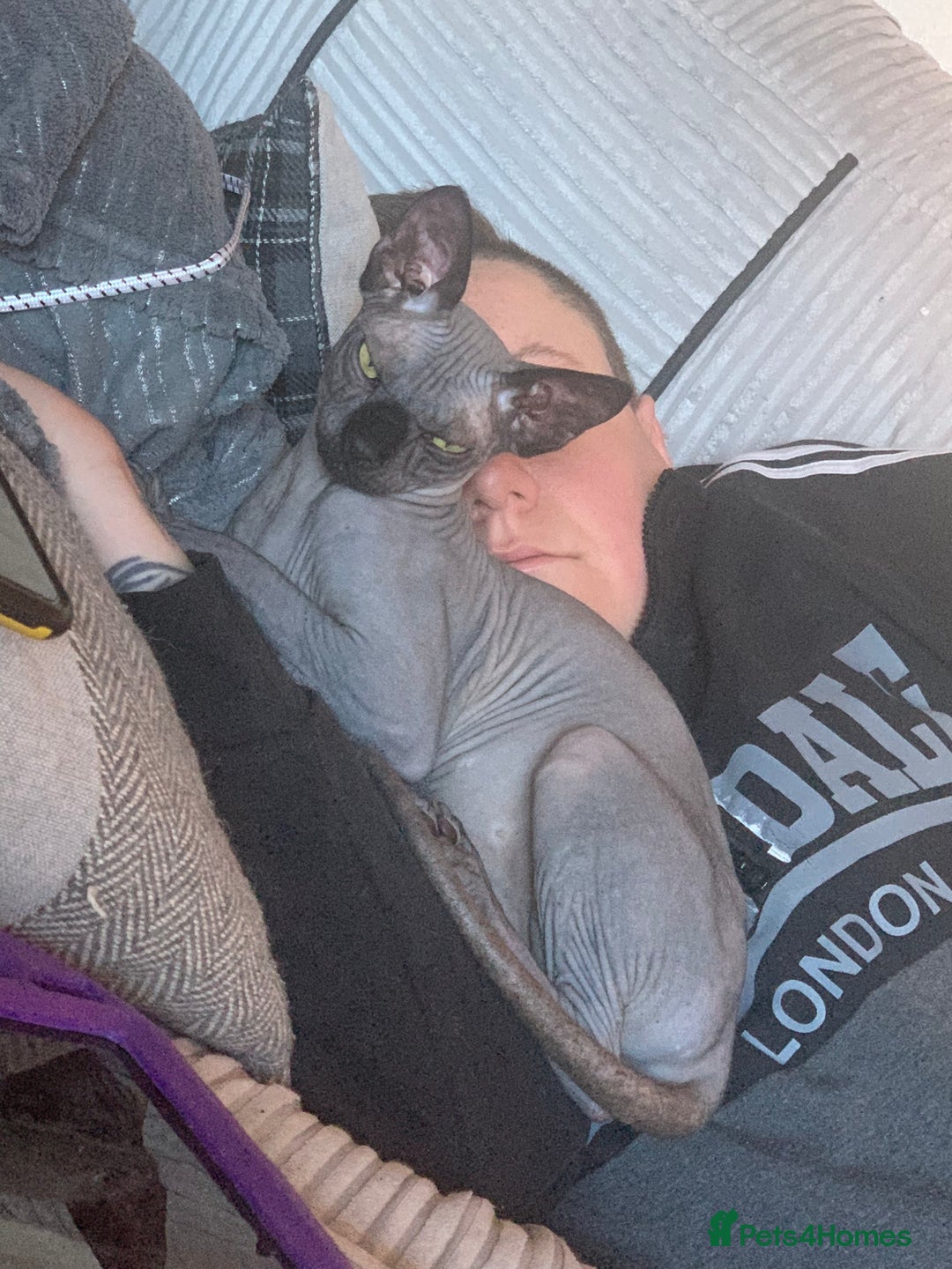 Sphynx cats for sale: Adult male sphynx - Image 8
