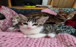 Mixed Breed cats for sale: 3 mix Bengal kittens - Image 3