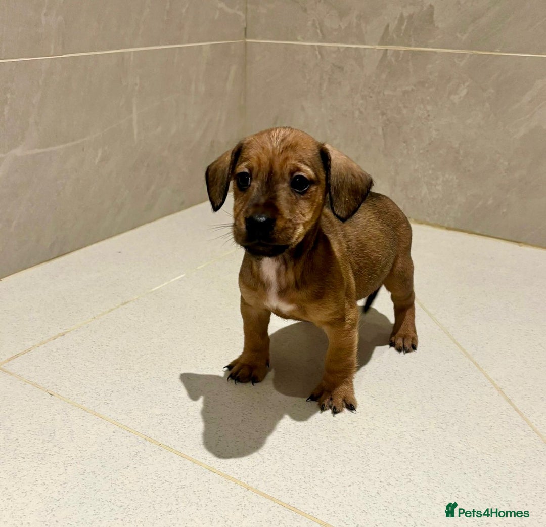 Dachshund dogs for sale: Dachshund Puppies - Image 8