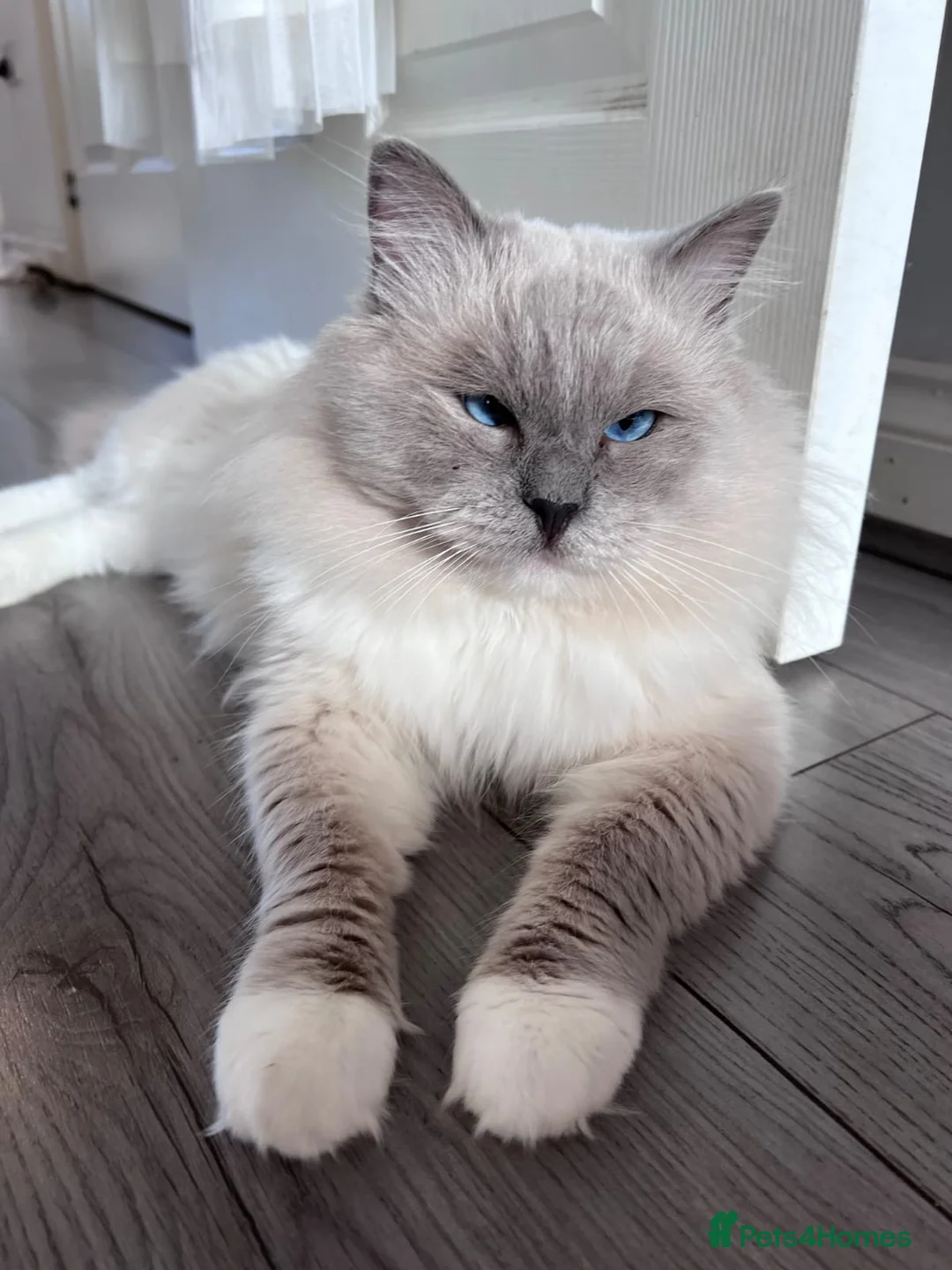 Ragdoll cats for sale: 🤍 READY NOW Lilac Mink Bicolour Cherubim Girl 🤍 - Advert 14