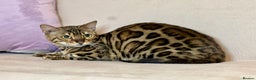 Bengal cats for sale: Bengal Queen  - Advert 23
