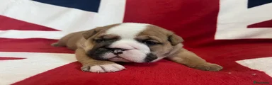 English Bulldog Boy Puppy 4