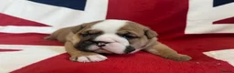 English Bulldog dogs for sale: 🏴󠁧󠁢󠁥󠁮󠁧󠁿 Best of British KC English Bulldogs in Ashington - Advert 4
