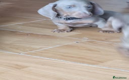 Dachshund dogs for sale: Isabella dachshunds puppies for sale! - Image 6