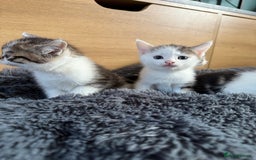 Mixed Breed cats for sale: Mixed Kitten - Image 5