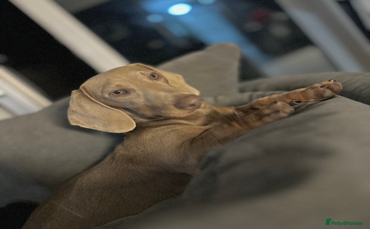 Dachshund dogs - Advert 1