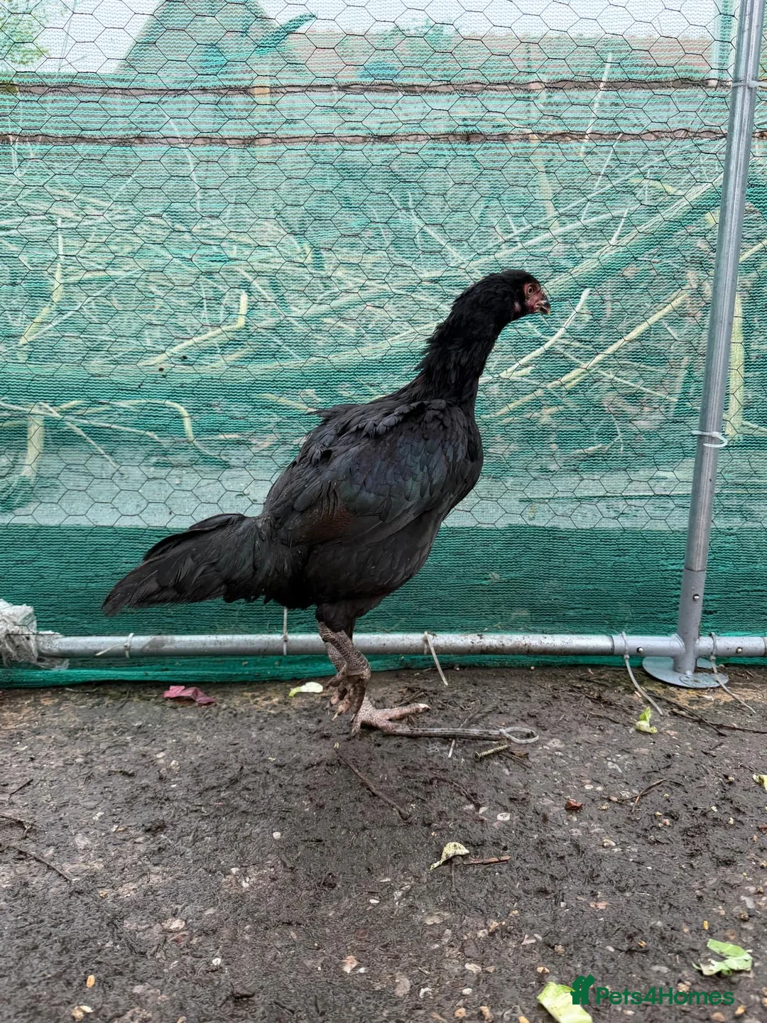 Hens poultry for sale: O shamo, shamo, Pakistani aseel and miwali   - Advert 15