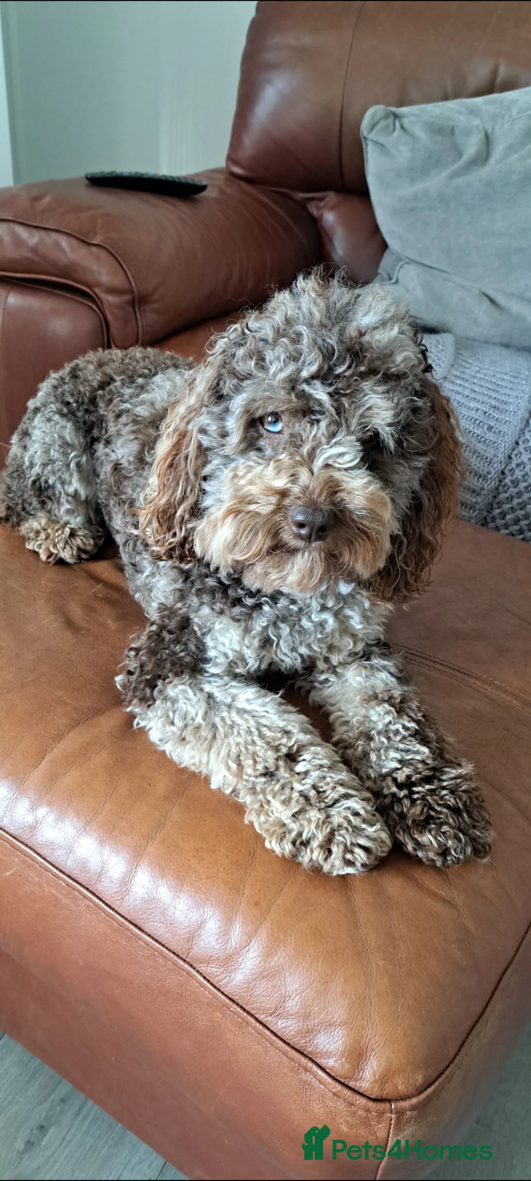 Cockapoo dogs for stud: Cockapoo stud F1b chocolate merle, health tested  - Advert 1