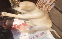 Mixed Breed dogs for sale: Pug X Collie pups (Pugollies) 3 Boys 2 Girls - Advert 14