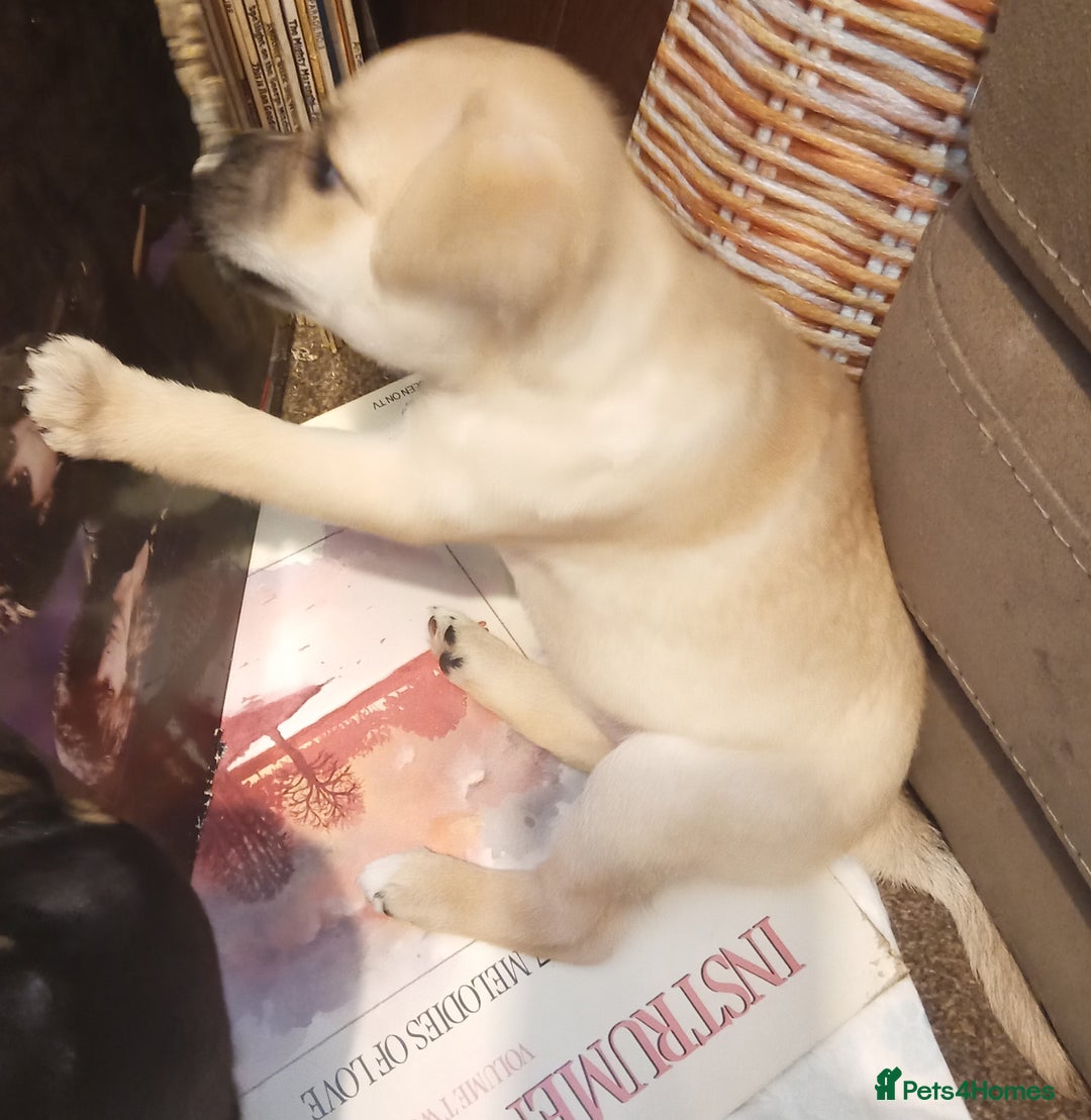 Mixed Breed dogs for sale: Pug X Collie pups (Pugollies) 3 Boys 2 Girls - Advert 14