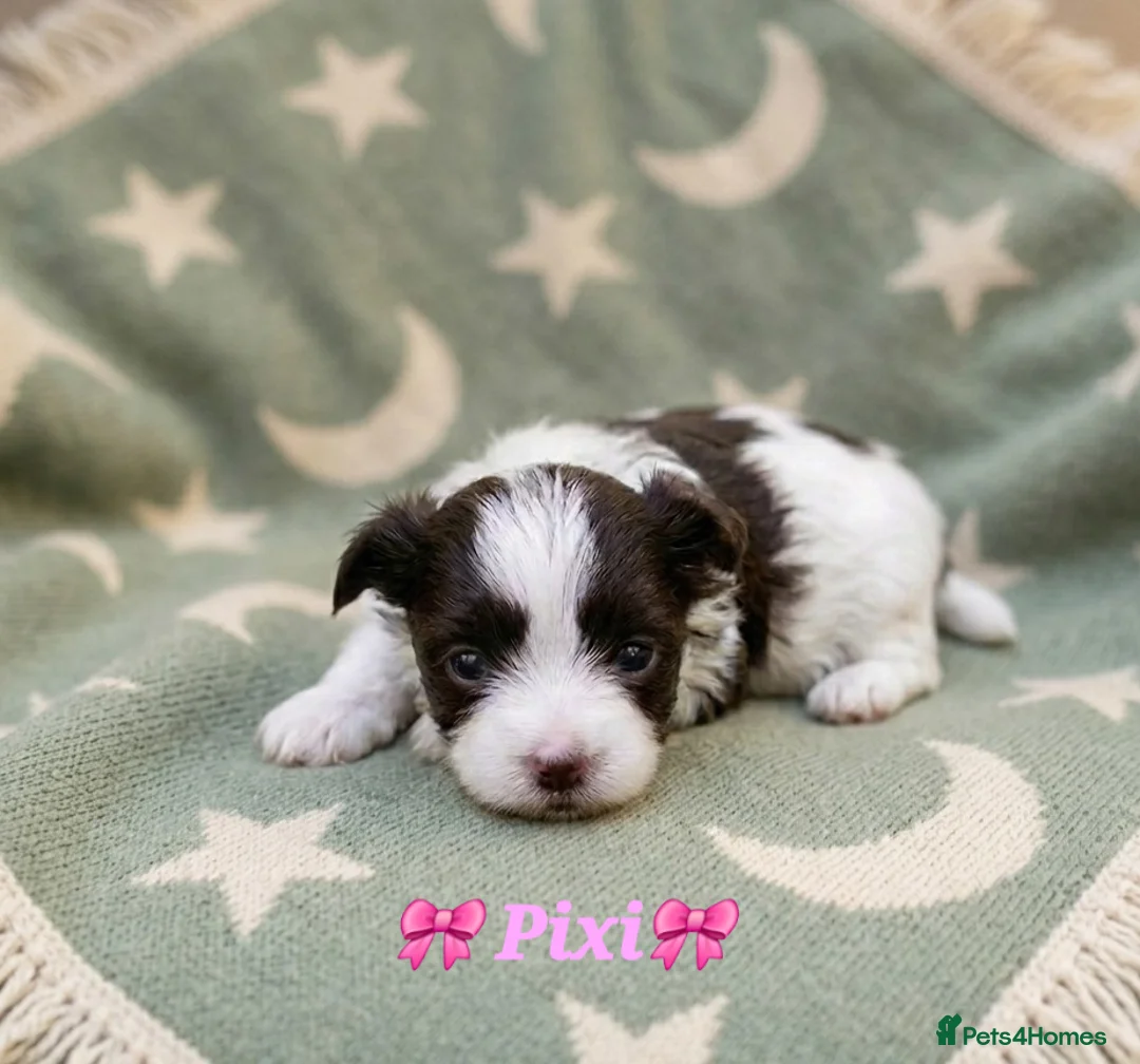 Yorkshire Terrier dogs for sale: Stunning Colourful yorkies  in Redruth - Advert 2