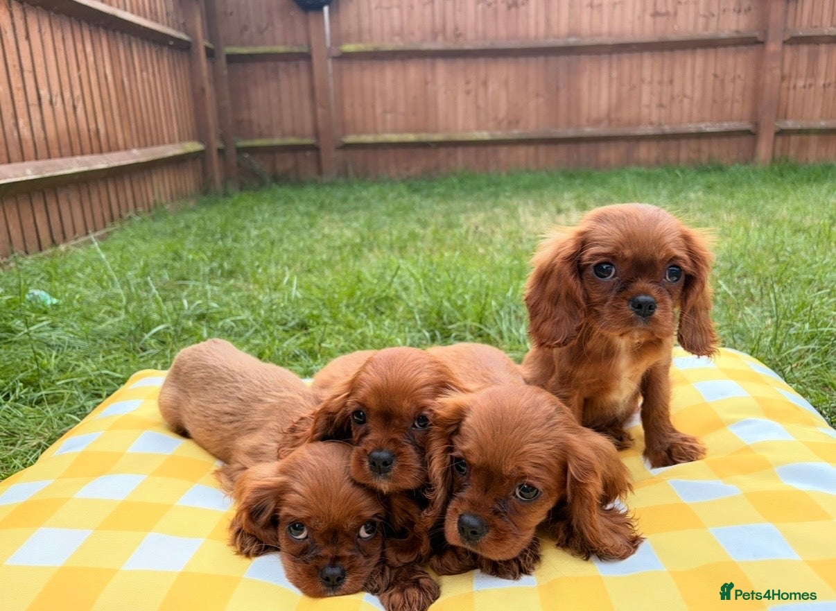 Cavalier King Charles Spaniel dogs KC registered King Charles cavalier - Advert 2