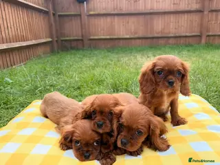 Cavalier King Charles Spaniel dogs KC registered King Charles cavalier(boys remaining - Advert 1