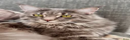Maine Coon cats for sale: Maine Coon Kittens 🖤 Aberdeen, Scotland  - Advert 10