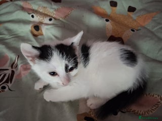 Mixed Breed cats White and black male - Advert 1