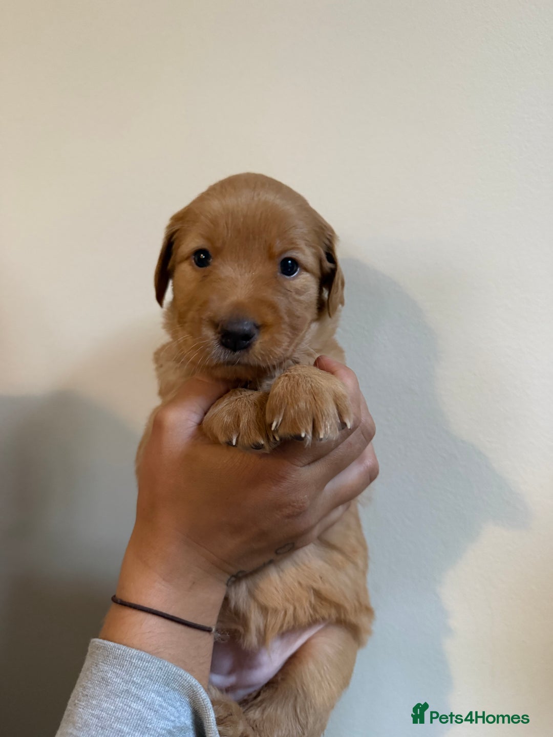 Labrador Retriever dogs for sale: Stunning Labrador Puppy's ( 4 girls, 3 boys ) - Image 25