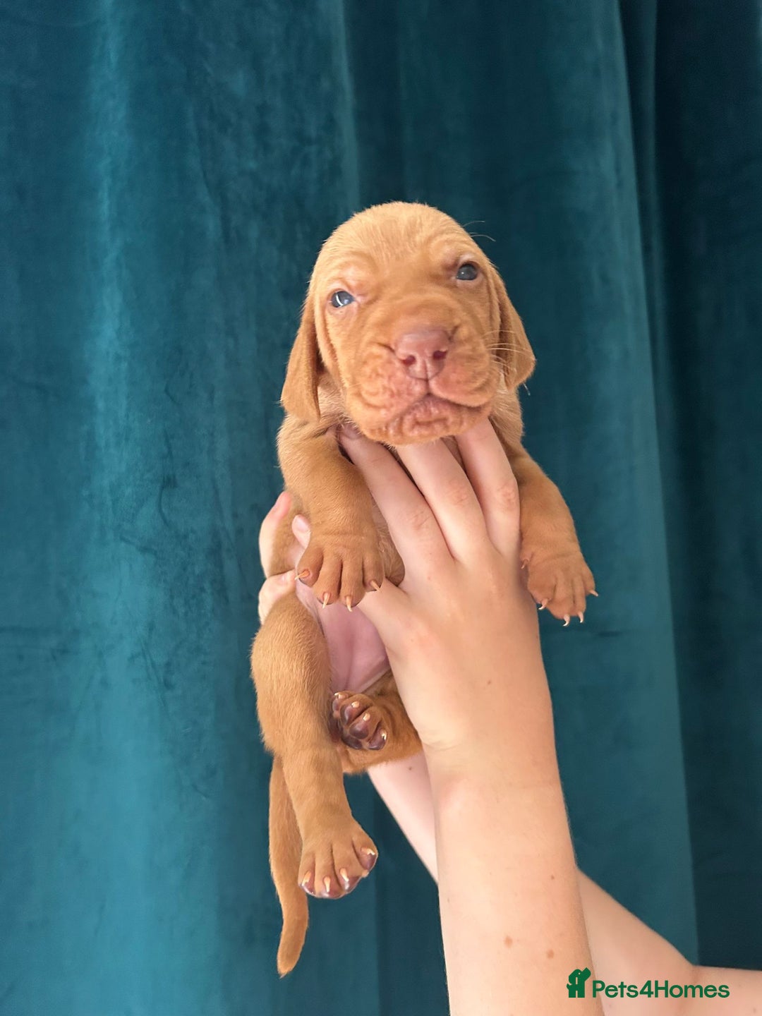Hungarian Vizsla dogs for sale: KC Reg Hungarian Vizsla Puppies-Imported Lineage - Image 30