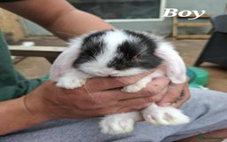 Mini Lop rabbits for sale: Mini lop bunnies  - Image 11