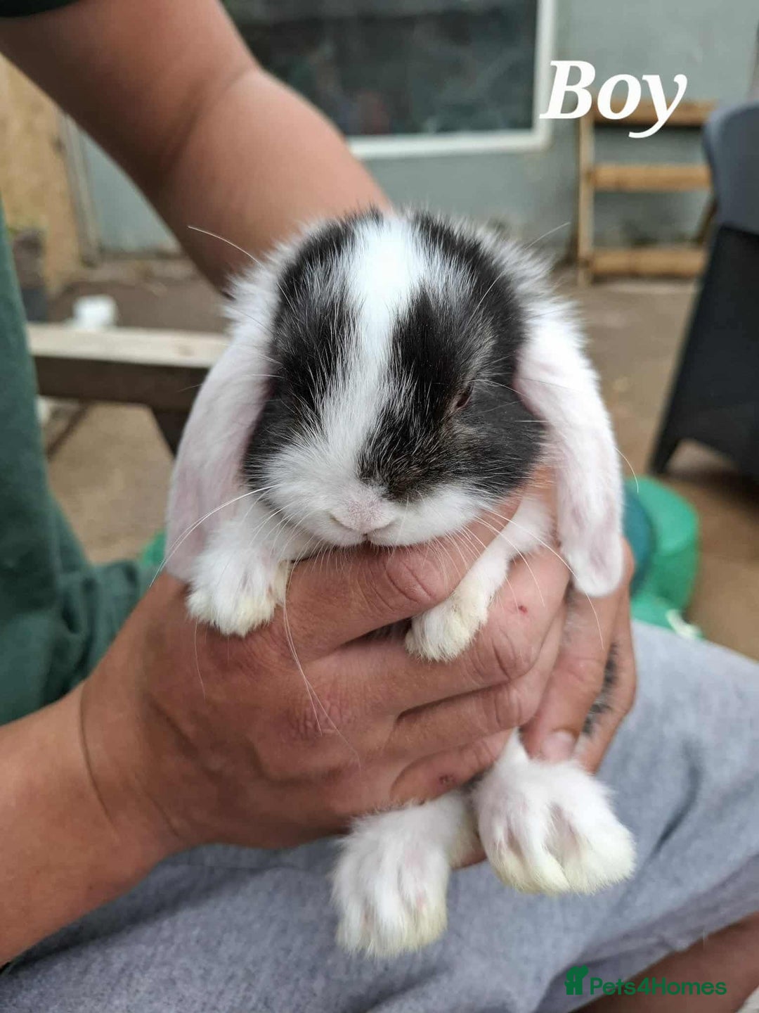 Mini Lop rabbits for sale: Mini lop bunnies  - Image 11