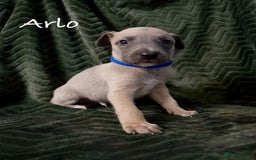 Whippet dogs for sale: Beautiful Whippet puppies for sale!  - Image 6