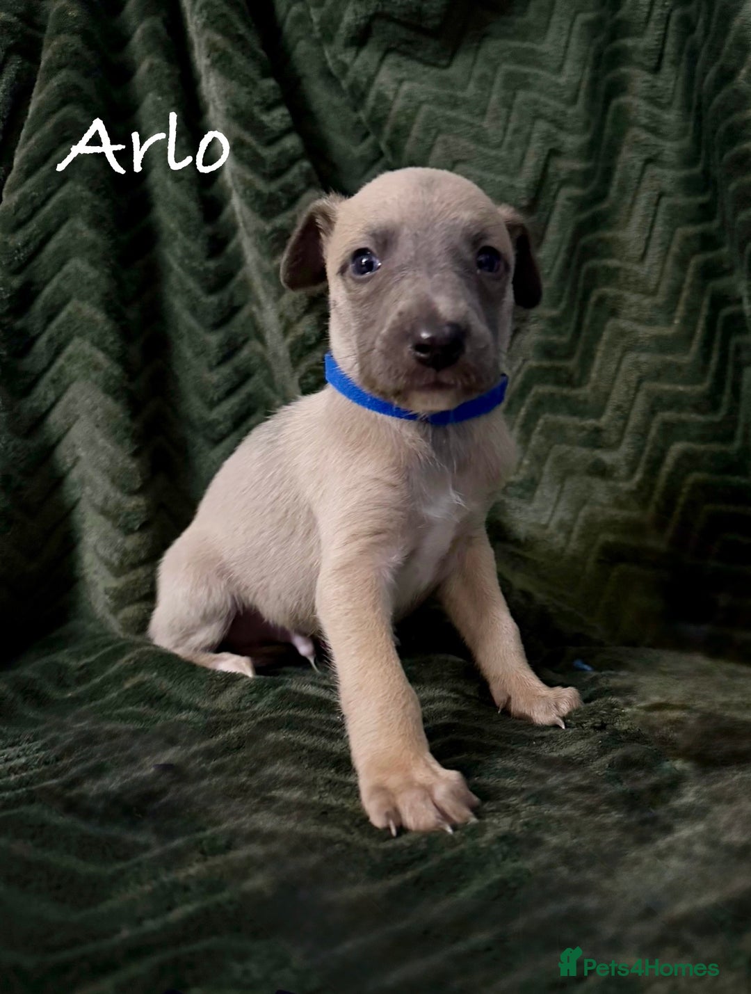 Whippet dogs for sale: Beautiful Whippet puppies for sale!  - Image 6