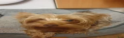 Yorkshire Terrier dogs for sale: Charming Yorkshire Terrier Puppies - Advert 37