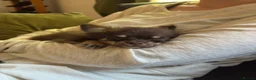 Chihuahua dogs for sale: Long Hair Chocolate Chihuahua Male in London - Advert 3