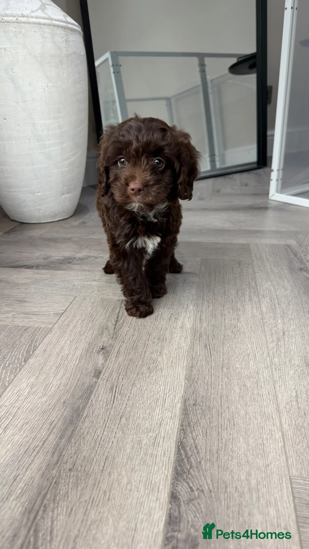 Cavapoo dogs for sale: Chocolate Cavapoos amazing quality - Advert 1