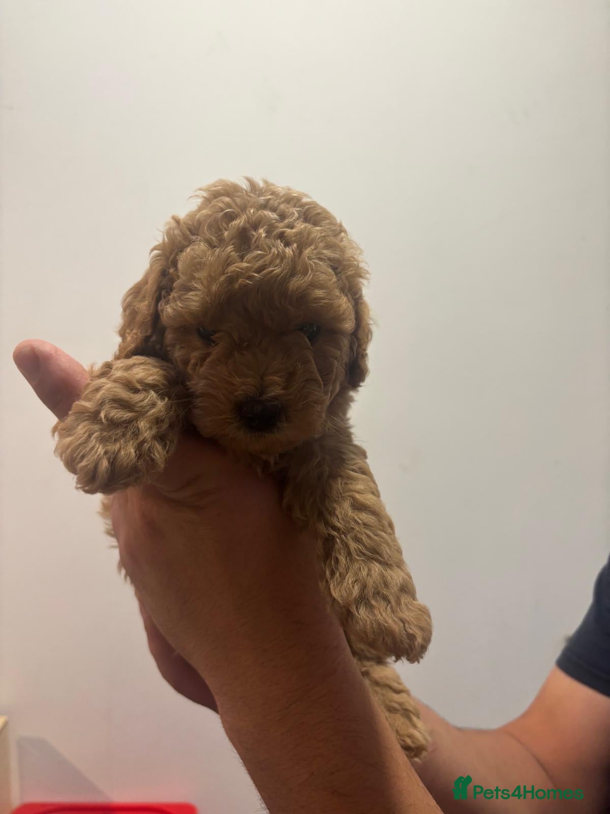 Mixed Breed dogs Maltipoo puppies - Advert 1