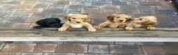 Cocker Spaniel dogs for sale: Cocker Spaniel in Crediton - Advert 2