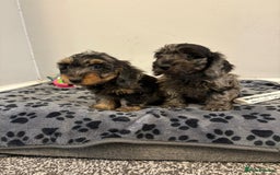 Mixed Breed dogs for sale: dixie pop puppies for sale - Image 10