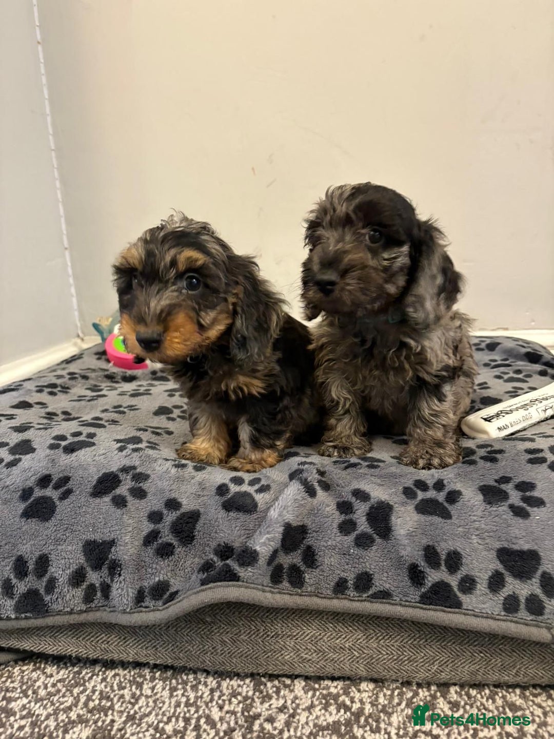 Mixed Breed dogs for sale: dixie pop puppies for sale - Image 10