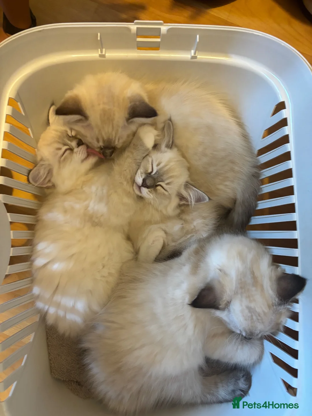 Ragdoll cats for sale: Ragdoll boy and girl - Advert 2