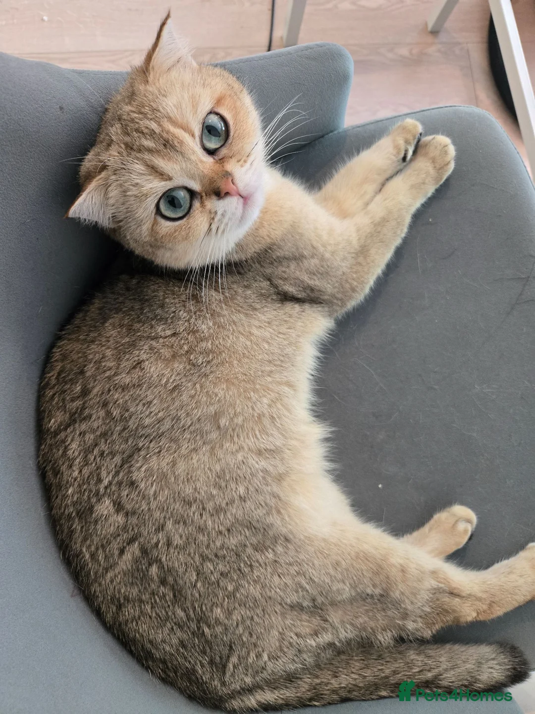British Shorthair cats for sale: STUNNING! British Shorthair Black Golden Tabbys - Advert 2