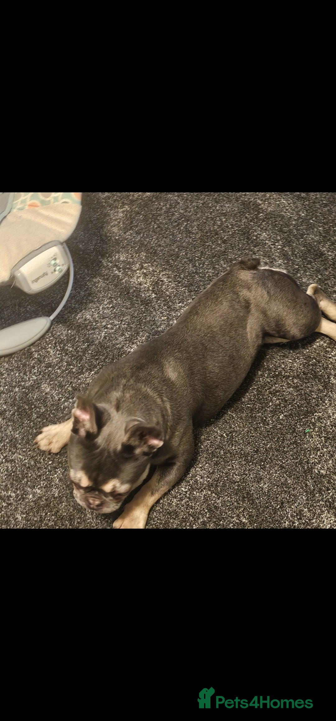 French Bulldog dogs for sale: French bulldog - Advert 1