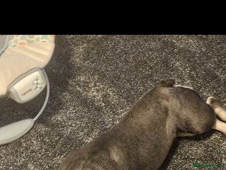 French Bulldog dogs French bulldog - Advert 1