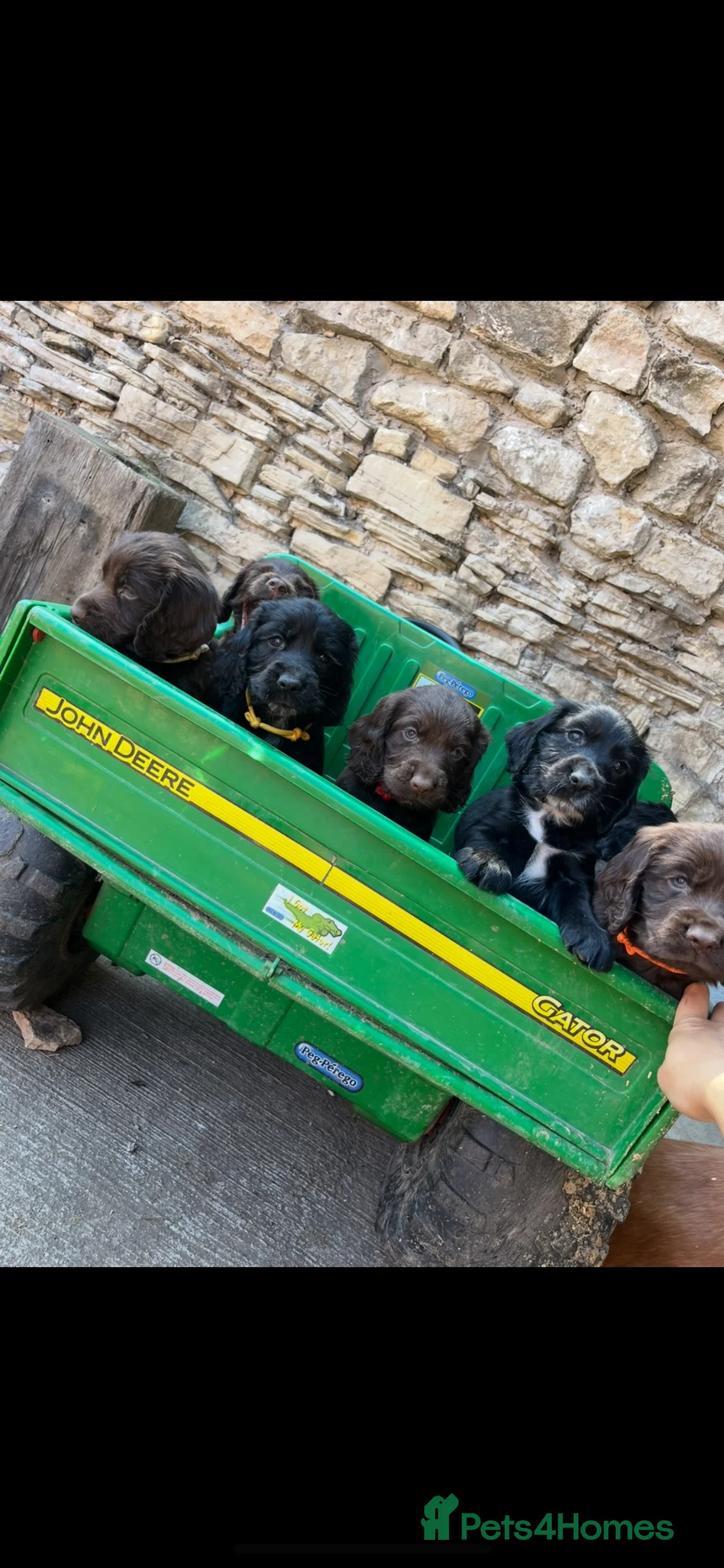 Cocker Spaniel dogs for sale: Working Cocker X Show Cocker  - Advert 1