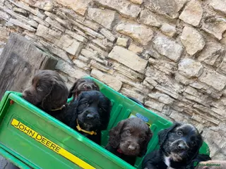 Cocker Spaniel dogs Working Cocker X Show Cocker - Advert 2