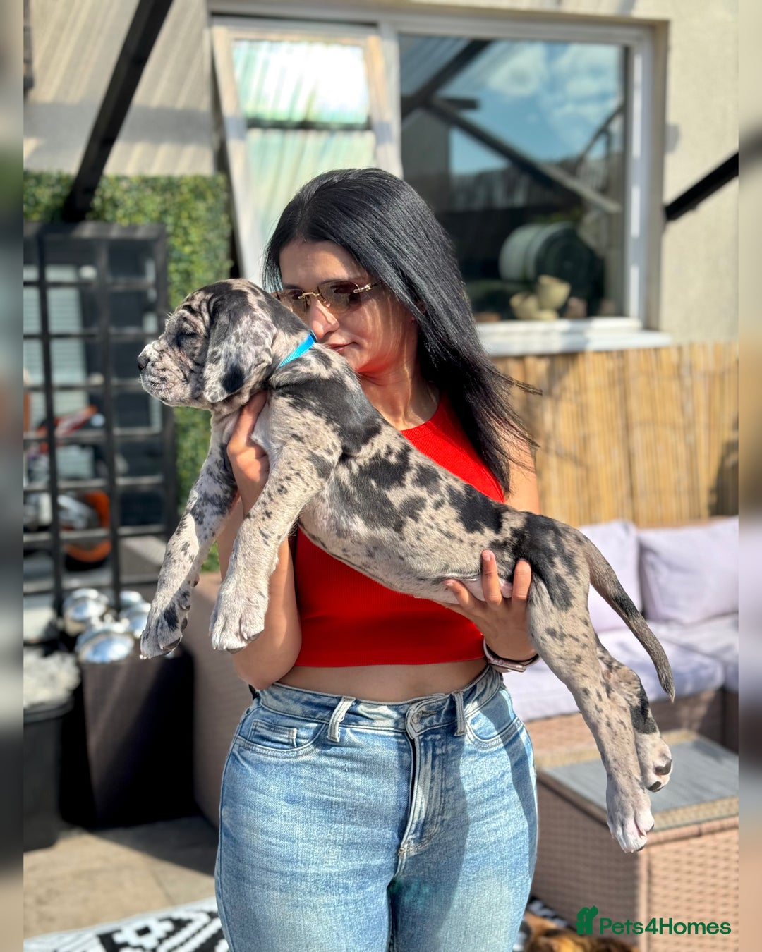 Mixed Breed dogs for sale: Massive Mastiff pups available  - Image 4