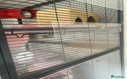 Chinchilla rodents for sale: 2 Female Chinchillas and Full set up!  - Image 13
