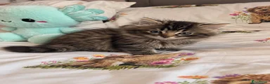 Persian 2