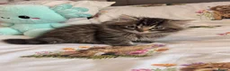 Persian cats for sale: Playful Persian kittens - Advert 5