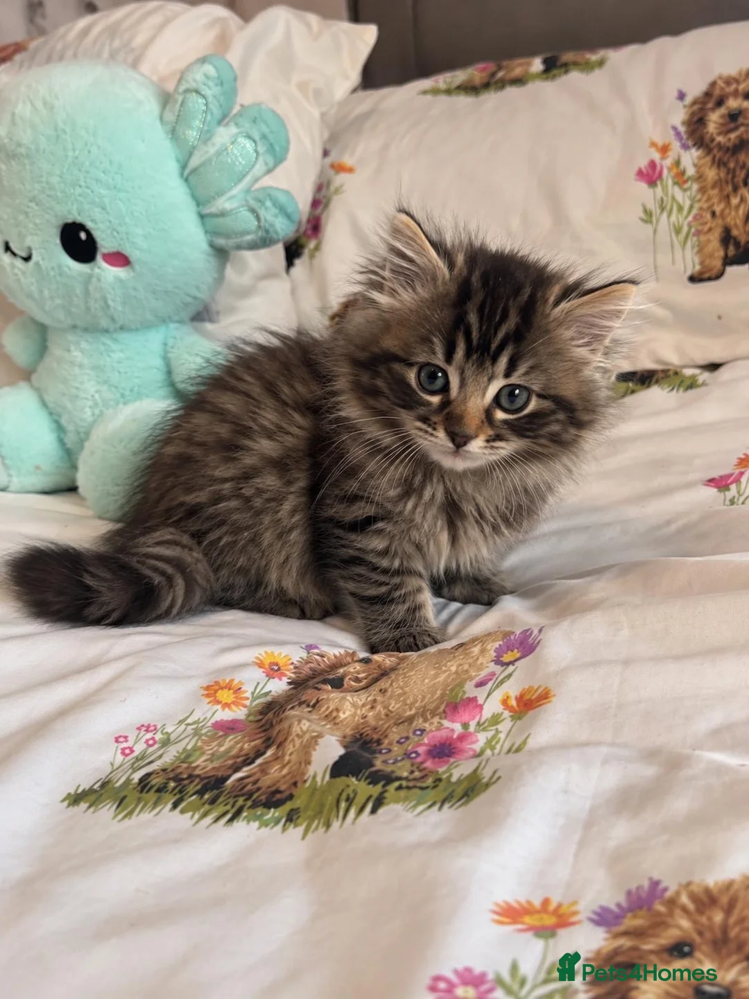 Persian cats for sale: Playful Persian kittens - Advert 5