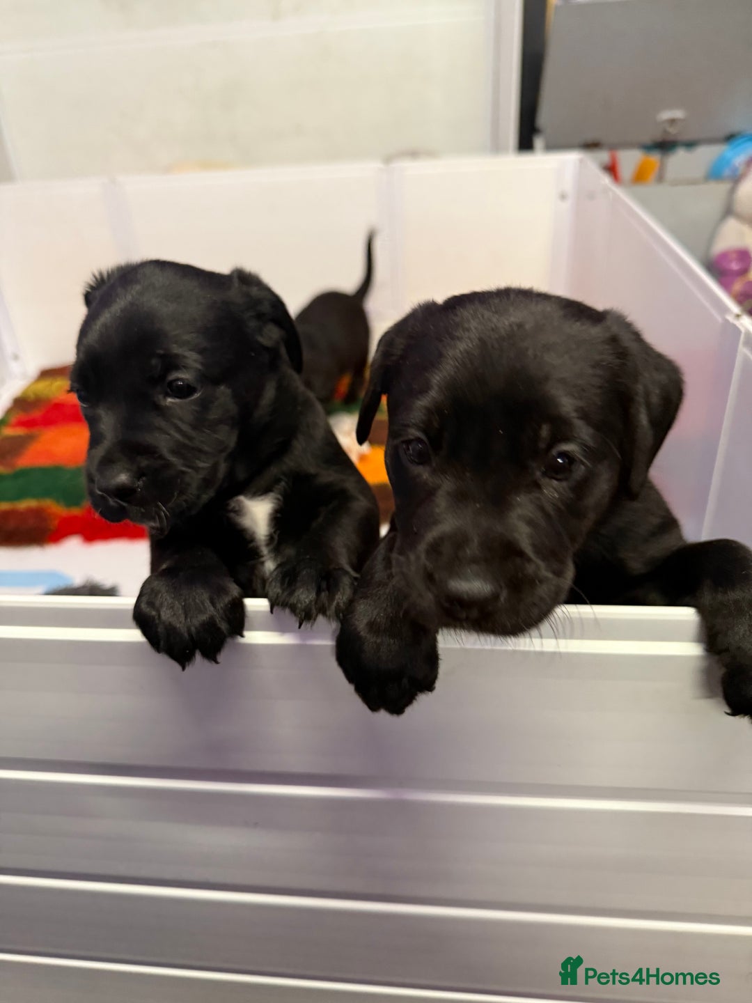 Labrador Retriever dogs for sale: Black pedigree Labradors only 3 girls available  - Image 8