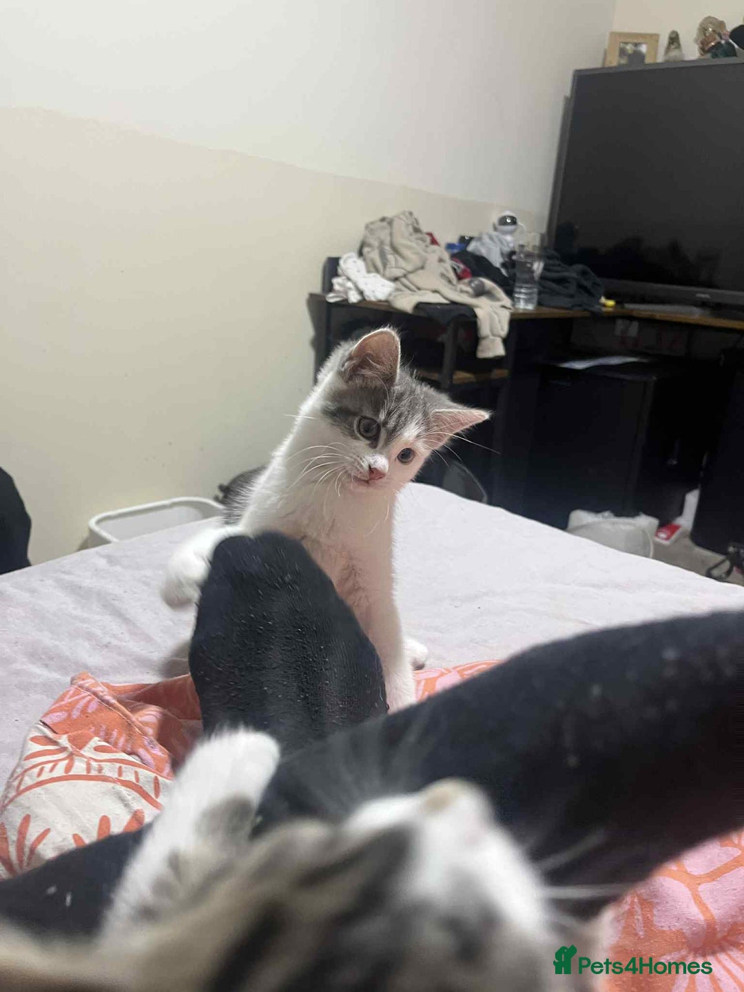 Domestic Shorthair cats for sale: Domestic shorthair tabbys  - Advert 10