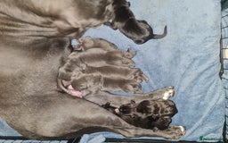 Cane Corso dogs for sale: Cane corso puppies  - Image 29